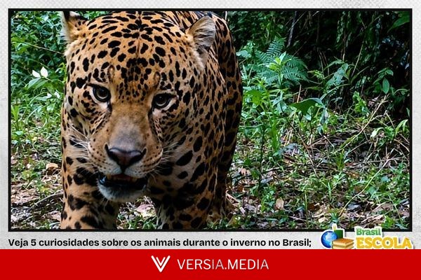 Confira 5 curiosidades da fauna brasileira no inverno